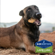 Barkworthies Lamb Lung Chips For Dogs Supply